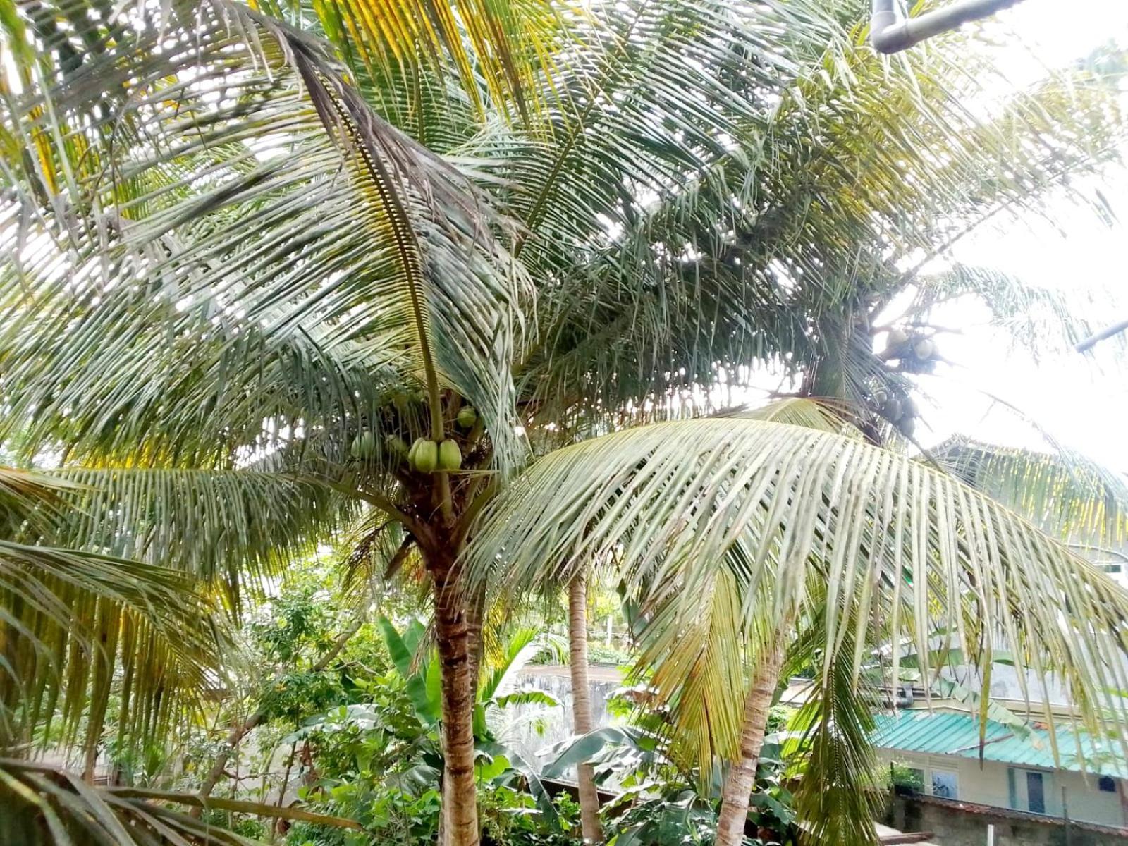 Nisadi Villa Bentota Buitenkant foto