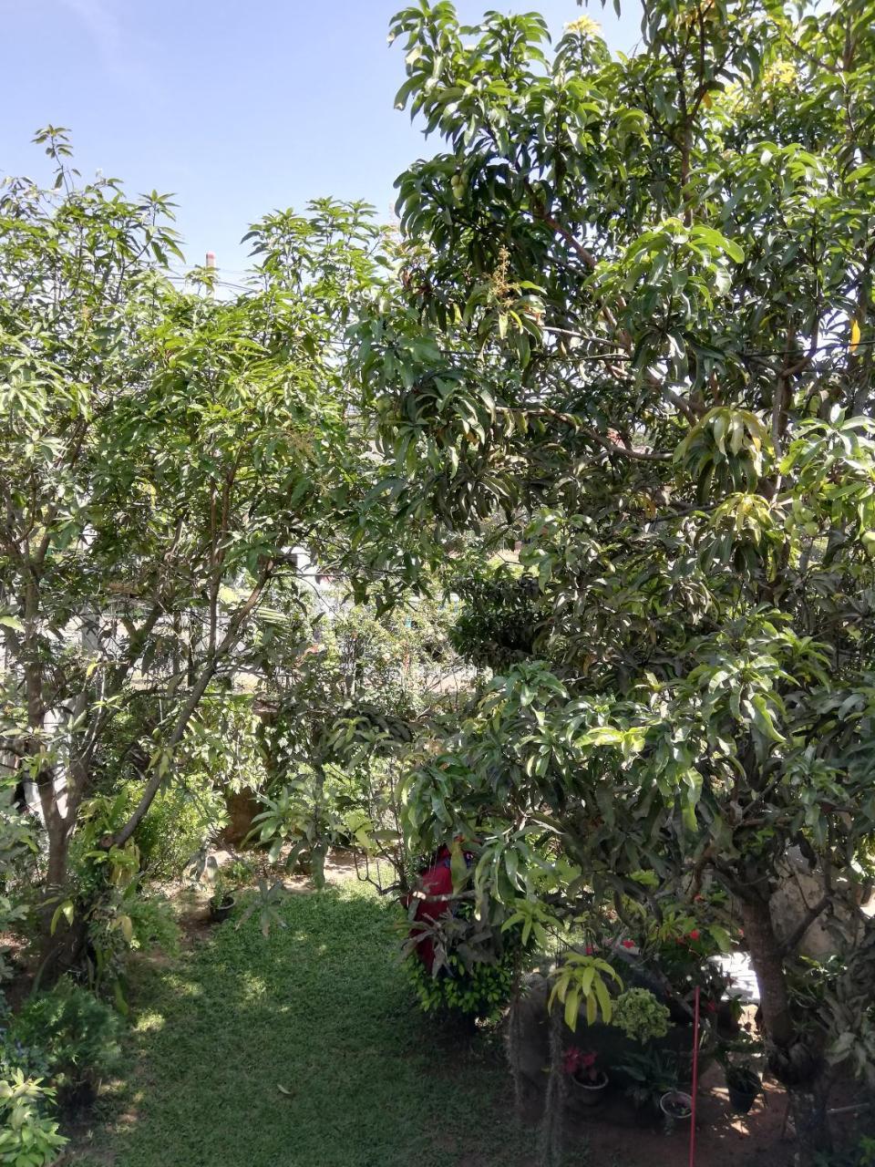 Nisadi Villa Bentota Buitenkant foto